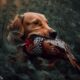 a dog holding a pheasant in its mouth in a bush