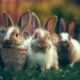 a group of bunnies in a yard