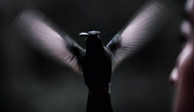 a black hummingbird