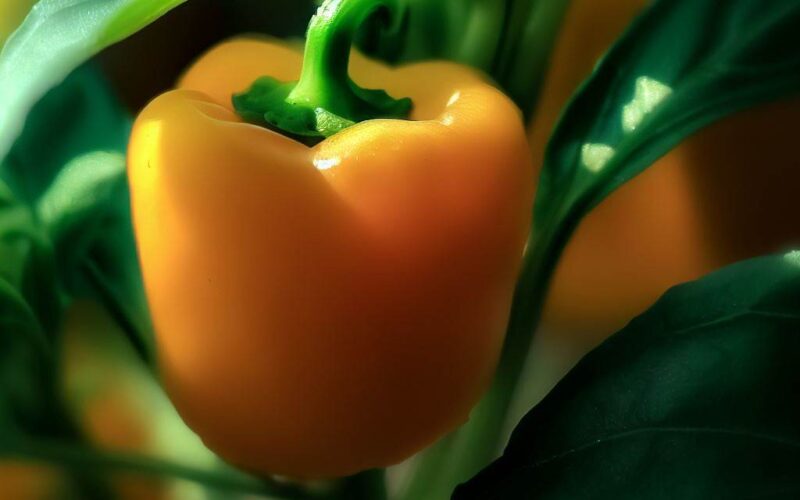 an orange ball pepper
