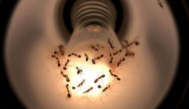ants coming through light fixture