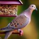 a dove sitting on a branch in front of a bird feeder