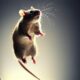 a rat jumping