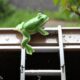a frog on a ladder