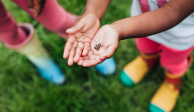 small frogs in the yard