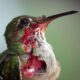 an injured hummingbird