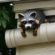 a racoon on raccoon downspout guard