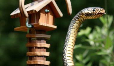 a snake guards for bird houses