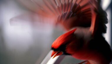 a cardinal hitting a window