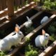 remove rabbits from under deck