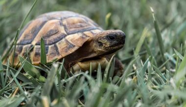 turtle holes in your yard