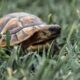 turtle holes in your yard