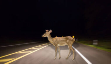 Are Deer Really Dumb