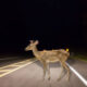 Are Deer Really Dumb