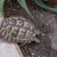 having a turtle or tortoise as a pet