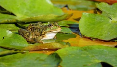 What Happens When You Put Salt on a Frog