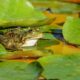 What Happens When You Put Salt on a Frog
