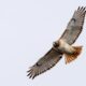 what does it mean when a red-tailed hawk visits you
