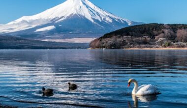 swan decoys to scare geese