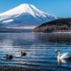 swan decoys to scare geese