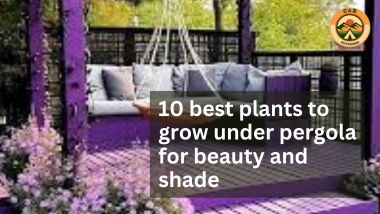 best plants to grow under pergola