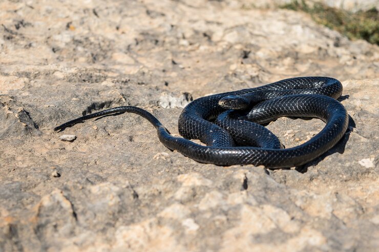 A poisonous black snake emerges where you are hiking, this is exactly when to call an animal control or rehabber