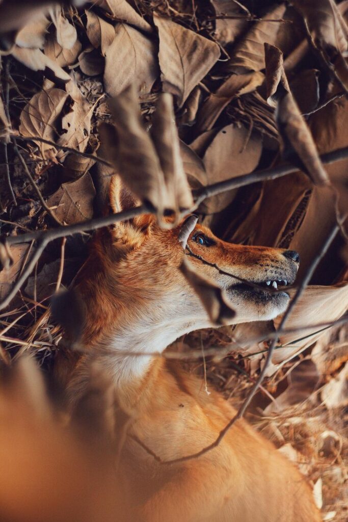 An animal entangled or trapped? this is when to call animal control or a rehabber