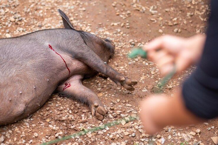 an animal bleeding and needs the attention of an animal control