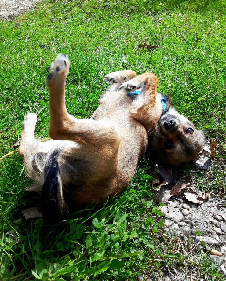 An animal with abnormal behavior needs assistance from an animal control or a rehabber