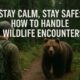 Wildlife encounter with a bear