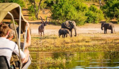 Hunter and guide tracking animals at sunrise on the African Savannah one of the best places to hunt in Africa for big game.