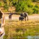 Hunter and guide tracking animals at sunrise on the African Savannah one of the best places to hunt in Africa for big game.