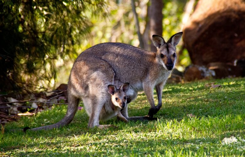Kangaroo in Australia, one of the best places to visit to see wildlife.