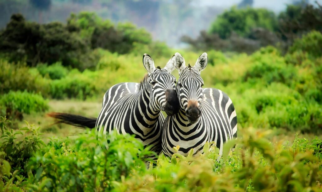 Wildlife Photography