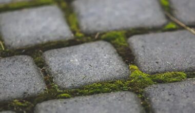 how to kill algae on concrete