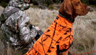 hunting gear for dogs