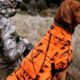hunting gear for dogs