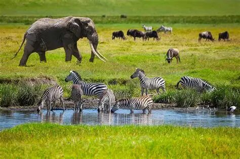 wildlife adventure
