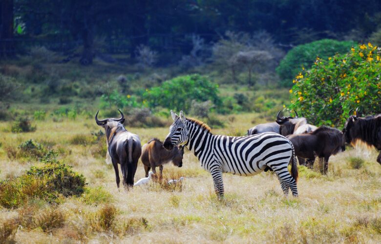 Best places to see wild life in Africa.
